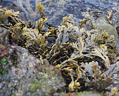 Xiphophora chondrophylla