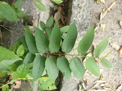 Broussonetia kaempferi