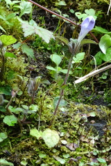 Strobilanthes rankanensis