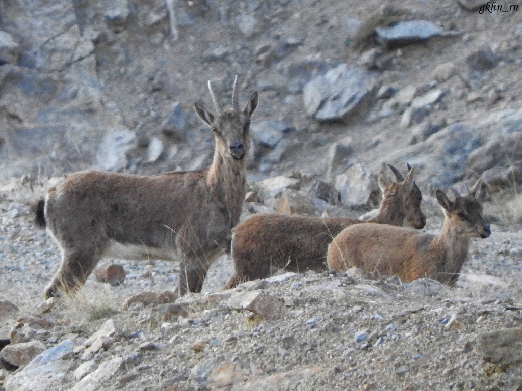 February Goat Wild Goat in February 2024 by Gökhan EREN · iNaturalist