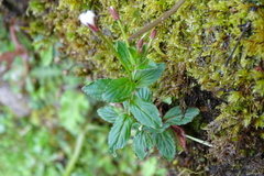 Epilobium amurense