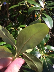 Coprosma lucida