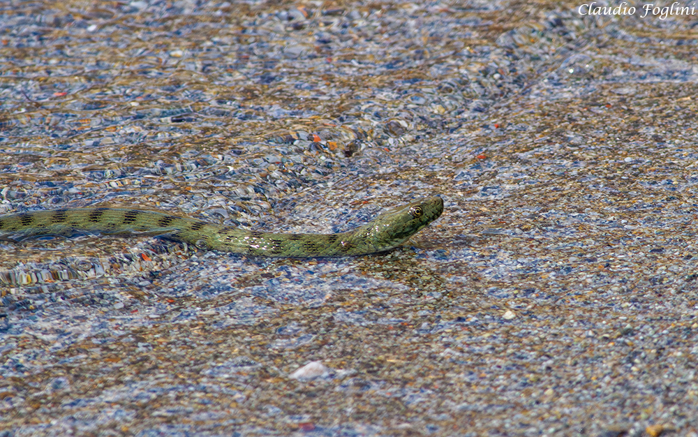 Tessellated Water Snake from 22010 Gera Lario CO, Italia on March 16 ...