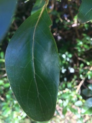Coprosma lucida