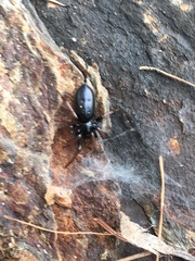 Trachyzelotes pedestris