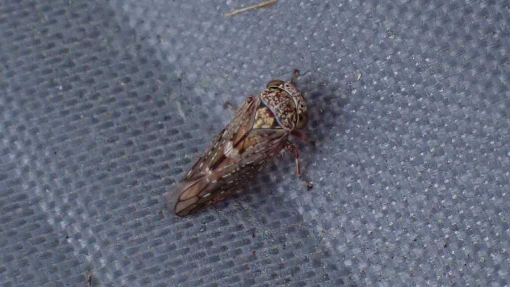 maple leafhopper
