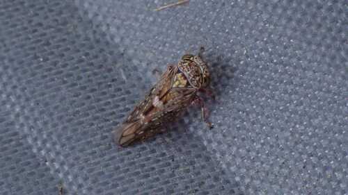 maple leafhopper