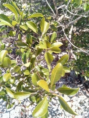 Capurodendron