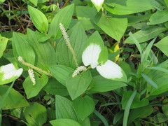 Saururus chinensis