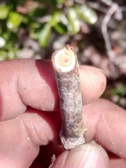 Capurodendron