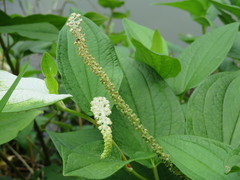 Saururus chinensis