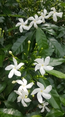 Tabernaemontana divaricata