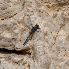 Orthetrum ransonnetii