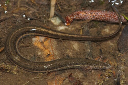 Northern Dwarf Siren