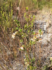 Erica subdivaricata