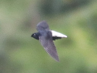 Silver-rumped Spinetail (Rhaphidura leucopygialis), photo 3