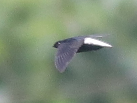 Silver-rumped Spinetail (Rhaphidura leucopygialis), photo 2