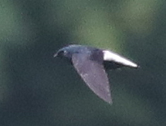 Silver-rumped Spinetail (Rhaphidura leucopygialis), photo 4