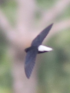 Silver-rumped Spinetail (Rhaphidura leucopygialis), photo 5
