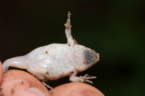 Western Narrow-mouthed Toad