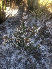 Erica subdivaricata