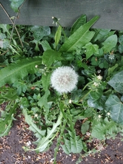 Taraxacum officinale