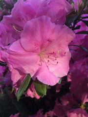 Rhododendron ponticum