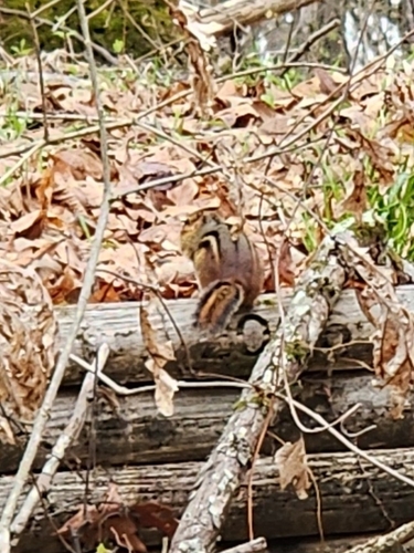 Eastern Chipmunk photographed in Mississippi