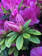 Rhododendron ponticum