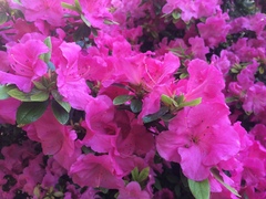 Rhododendron ponticum