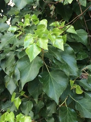 Hedera helix