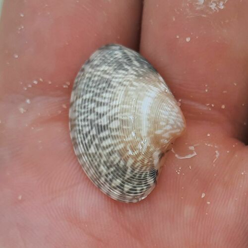 Paphia gallus, 2024-03-01