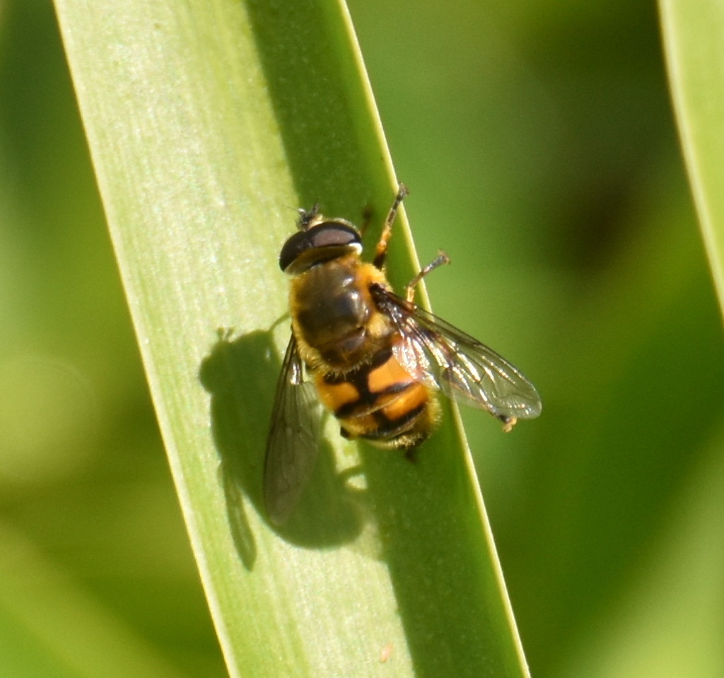 Myathropa usta