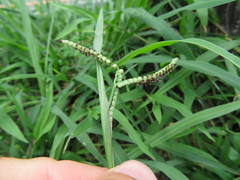 Paspalum orbiculare