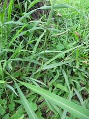 Paspalum orbiculare