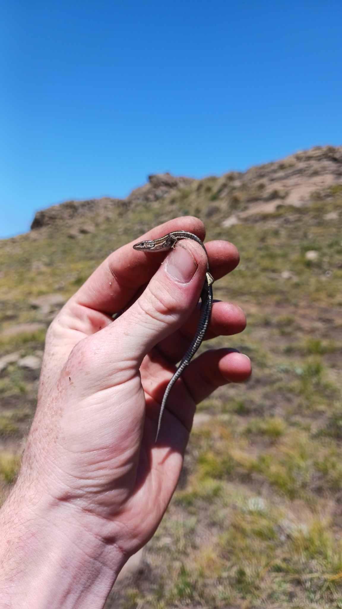 Species image