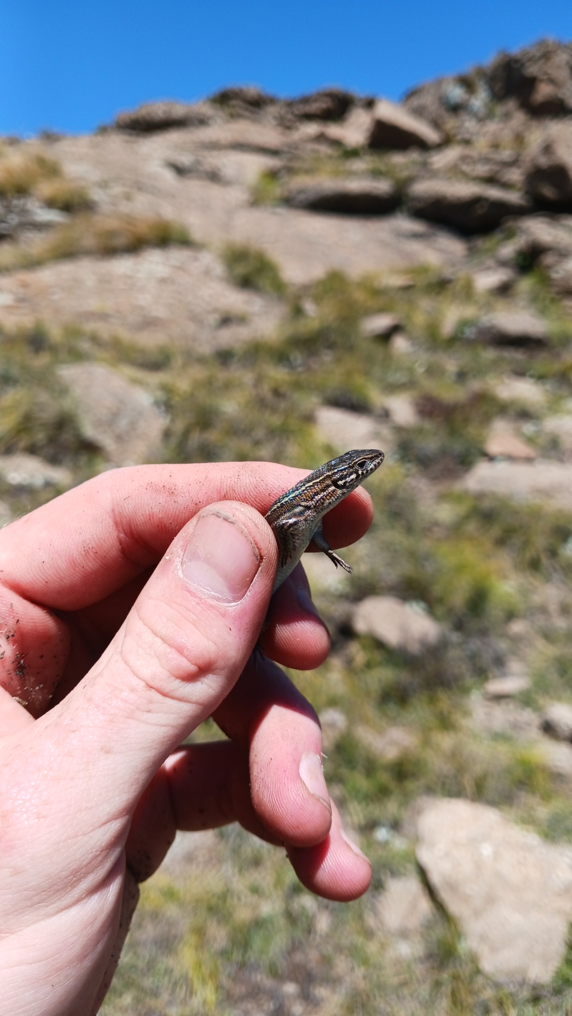 Species image