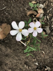Oxalis ciliaris
