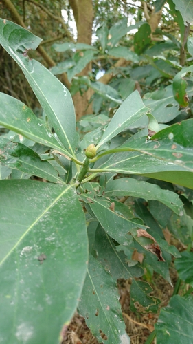 Machilus japonica iNat (3)