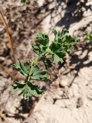 Pelargonium gibbosum