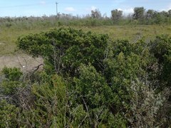 Diospyros dichrophylla