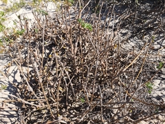 Pelargonium gibbosum