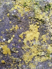 Chrysothrix chlorina