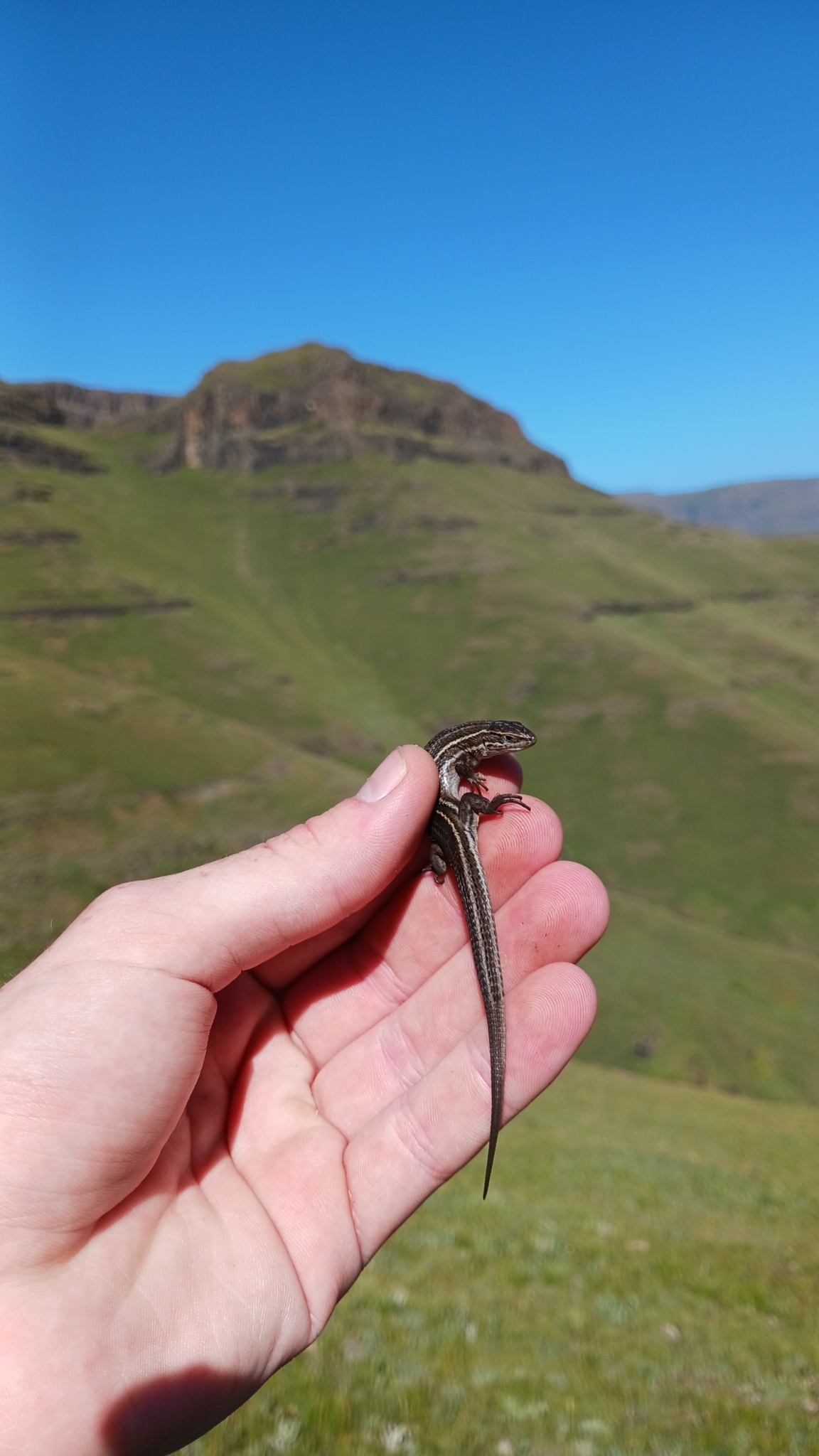 Species image