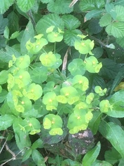 Euphorbia amygdaloides