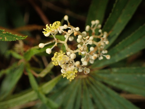 Image of Begonia luxurians by (c) agujaceratops, some rights reserved (CC BY)