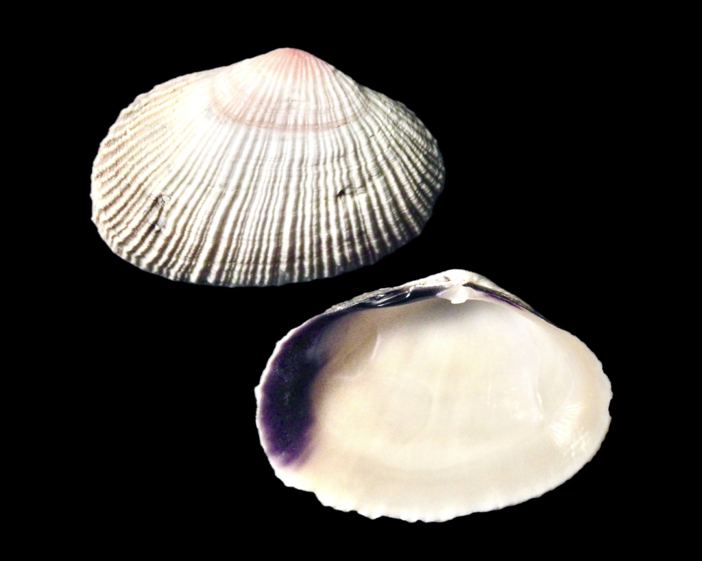 Pacific asaphis