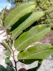Xylopia