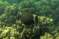 Acanthurus grammoptilus