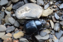 Phelotrupes formosanus